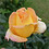 marjoried57